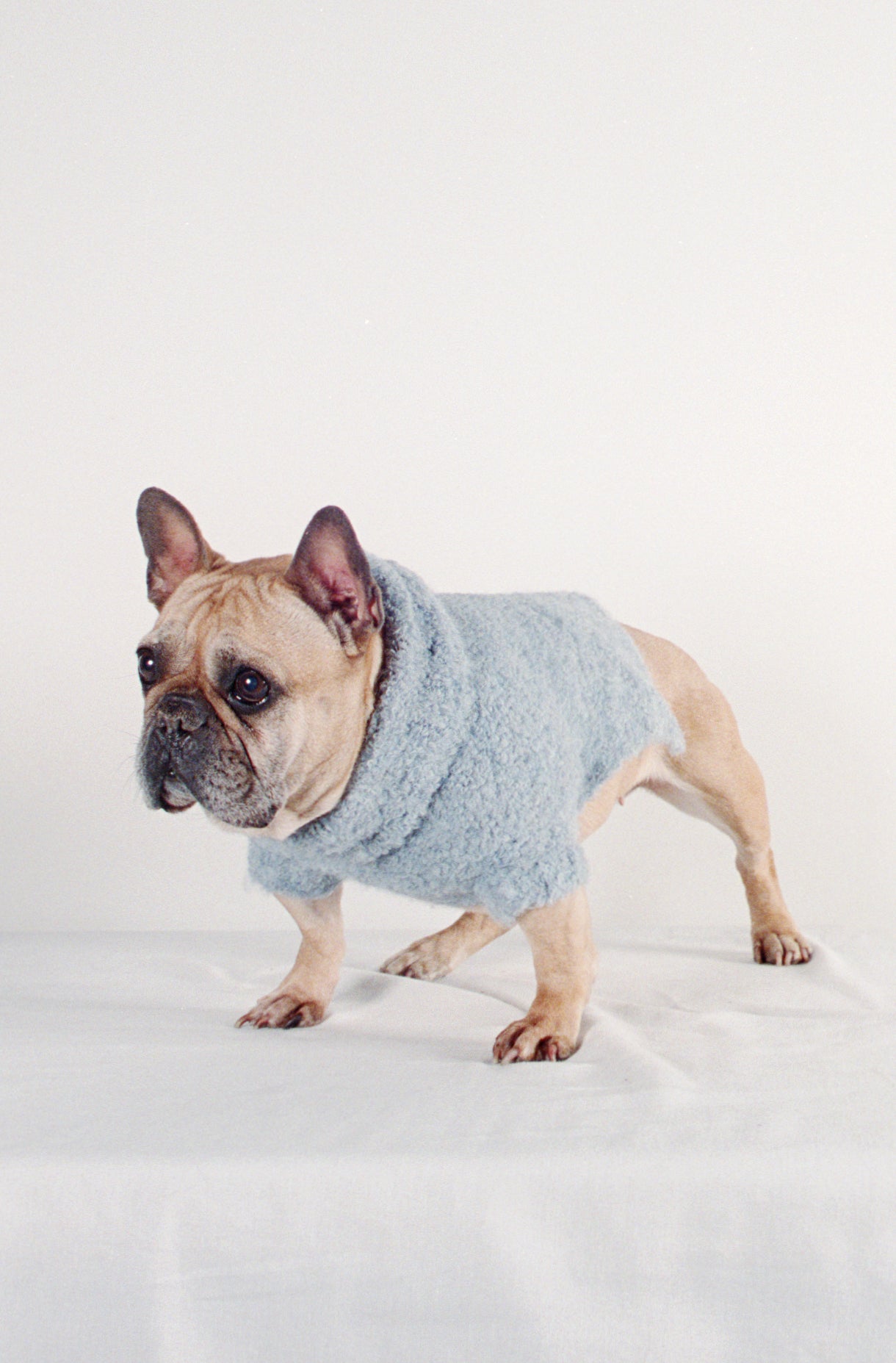 DOG SWEATER | cloud