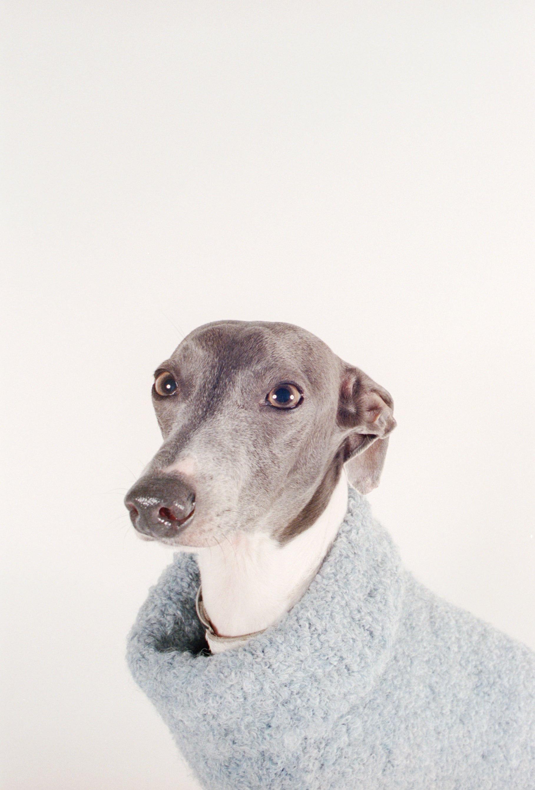 DOG SWEATER | noir