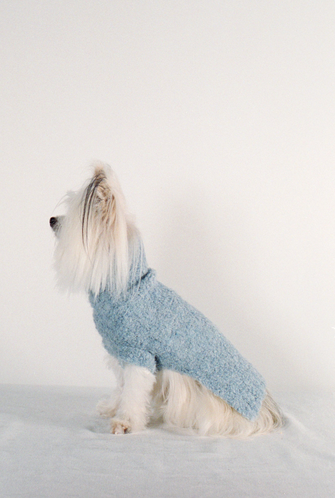 DOG SWEATER | cloud