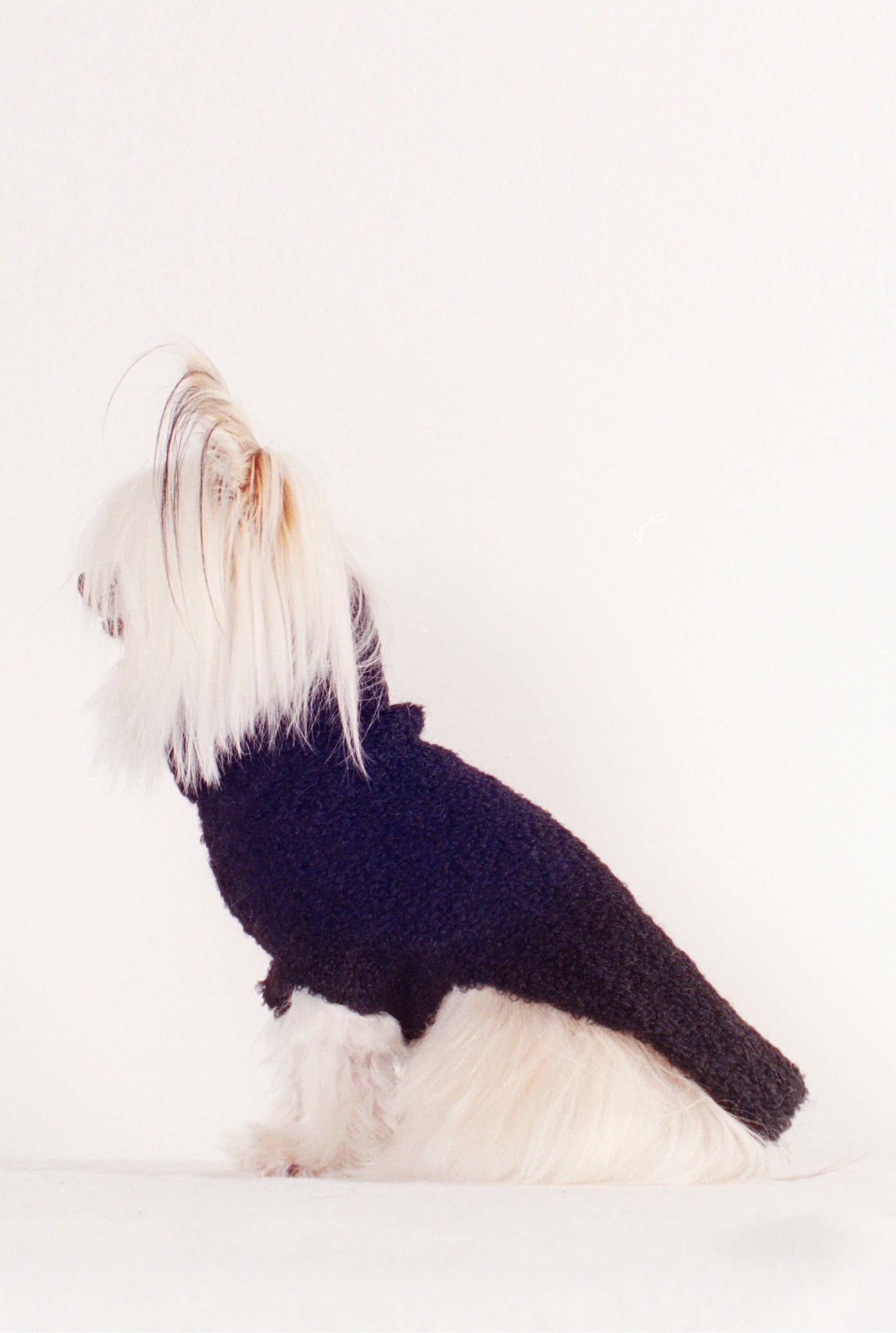 DOG SWEATER | noir