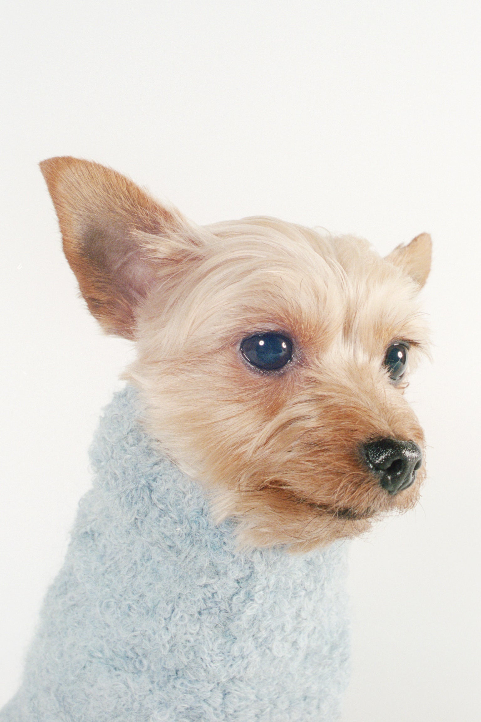 DOG SWEATER | cloud