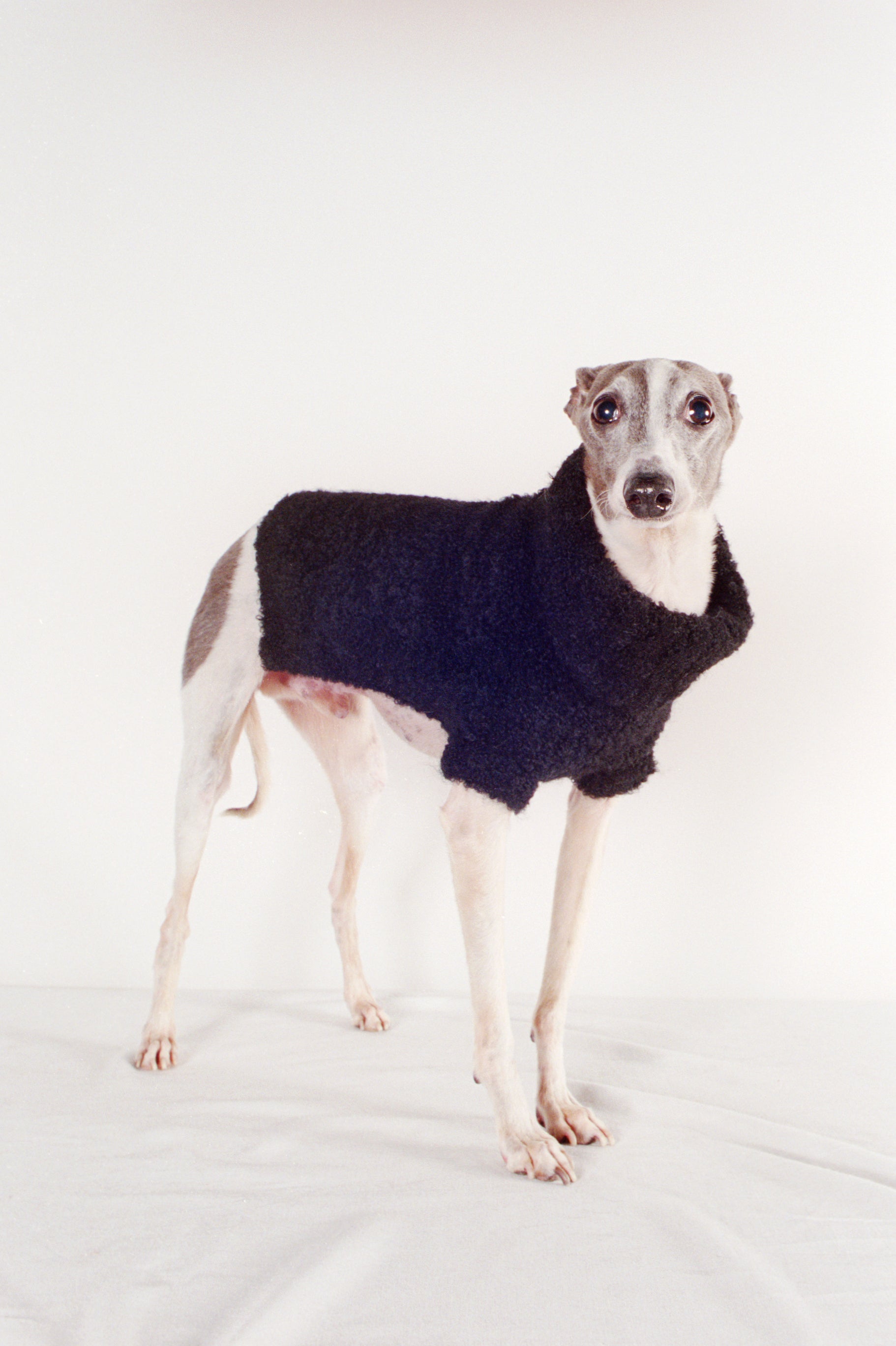 DOG SWEATER | noir